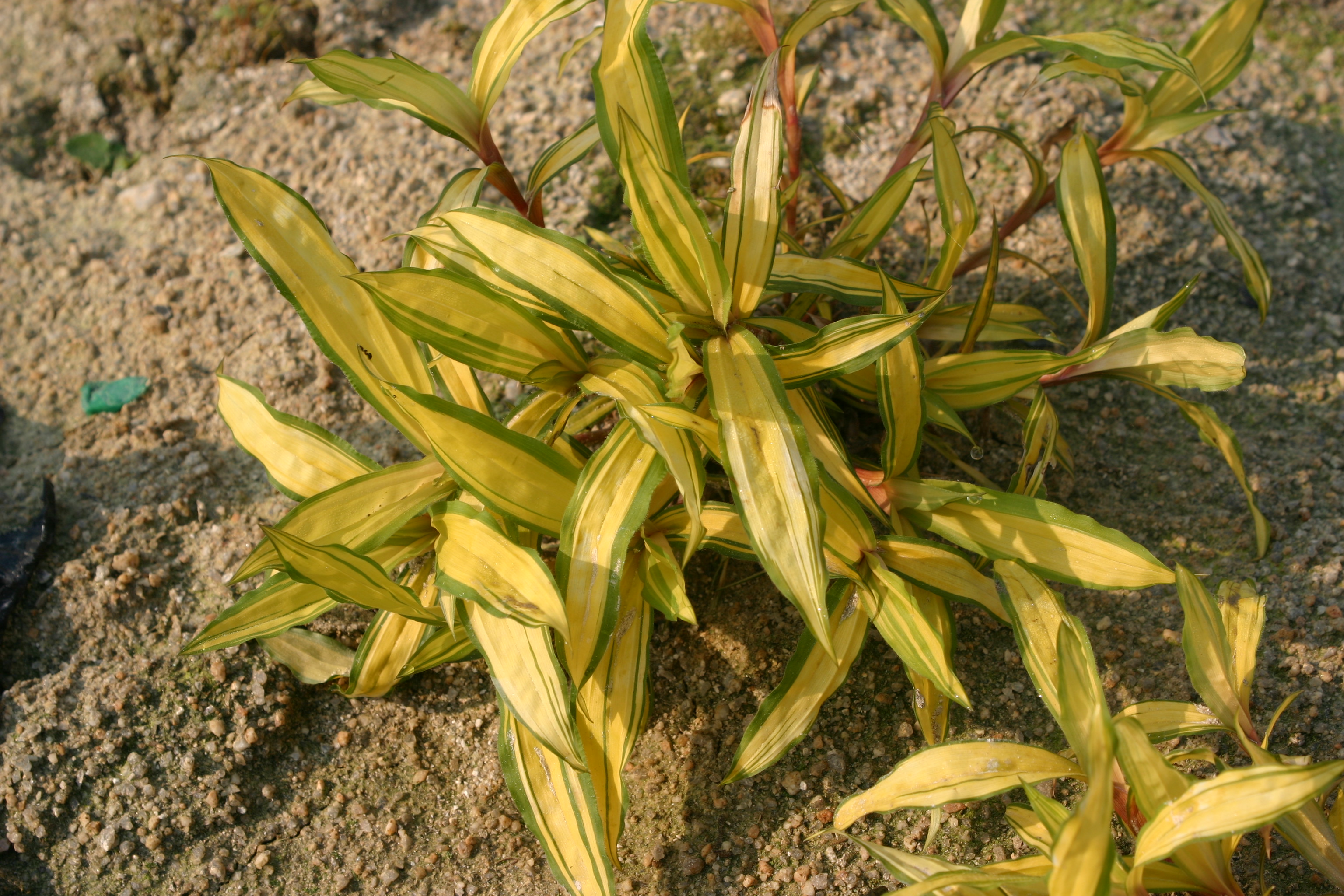 Carex siderosticha 'Banana Boat'